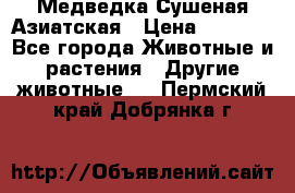 Медведка Сушеная Азиатская › Цена ­ 1 400 - Все города Животные и растения » Другие животные   . Пермский край,Добрянка г.